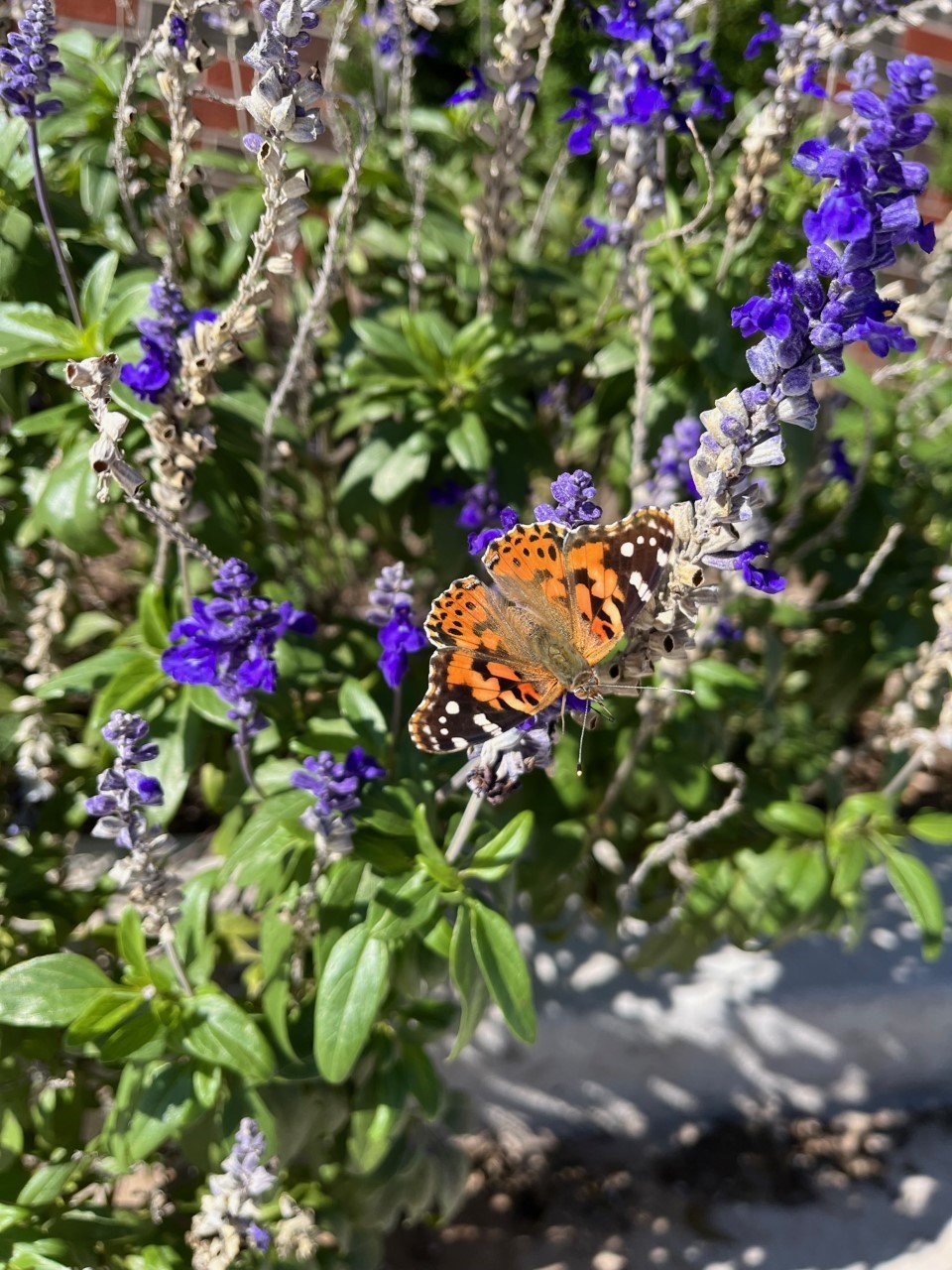 Painted Lady butterflies sighted in Levelland