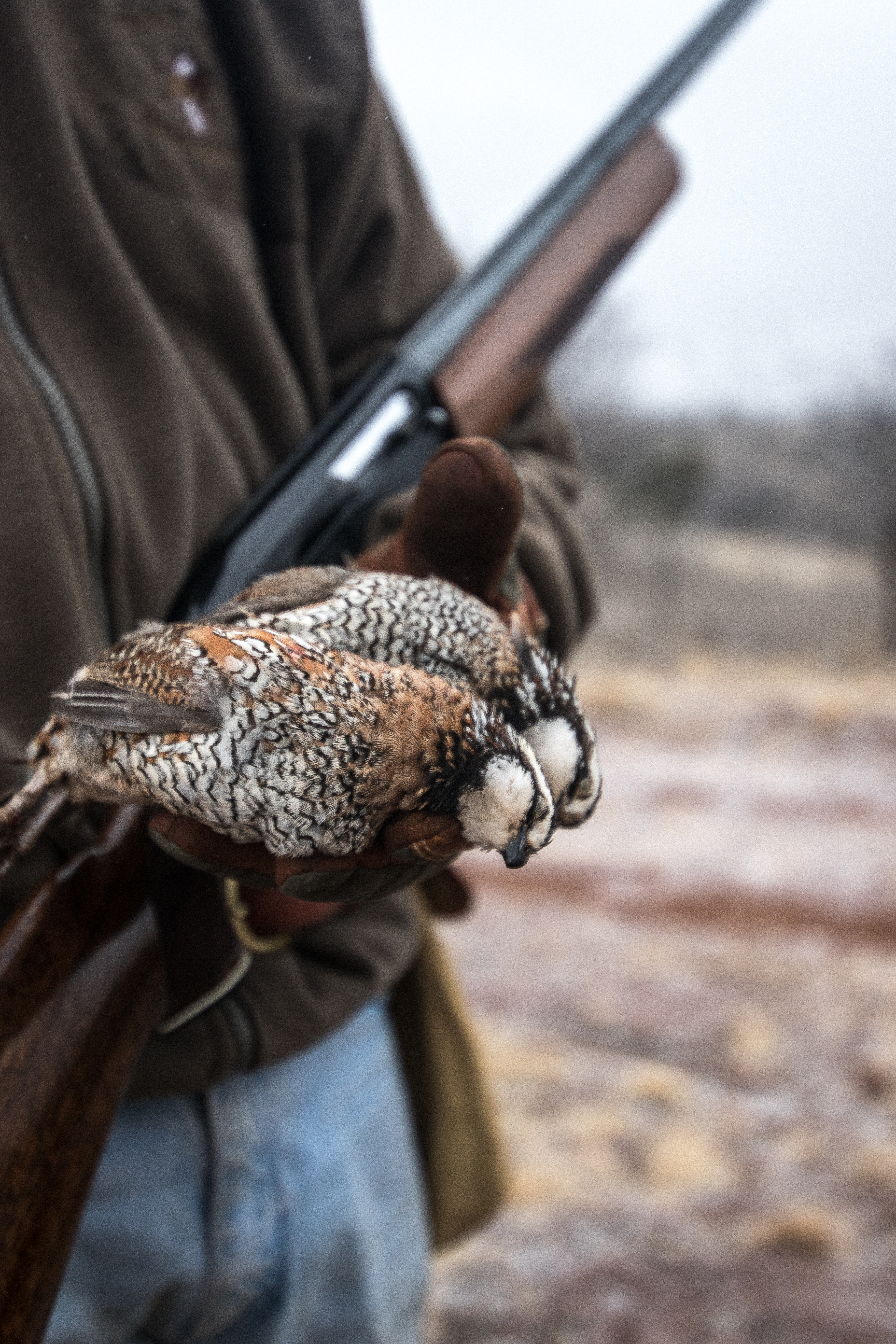 Quail hunting season begins