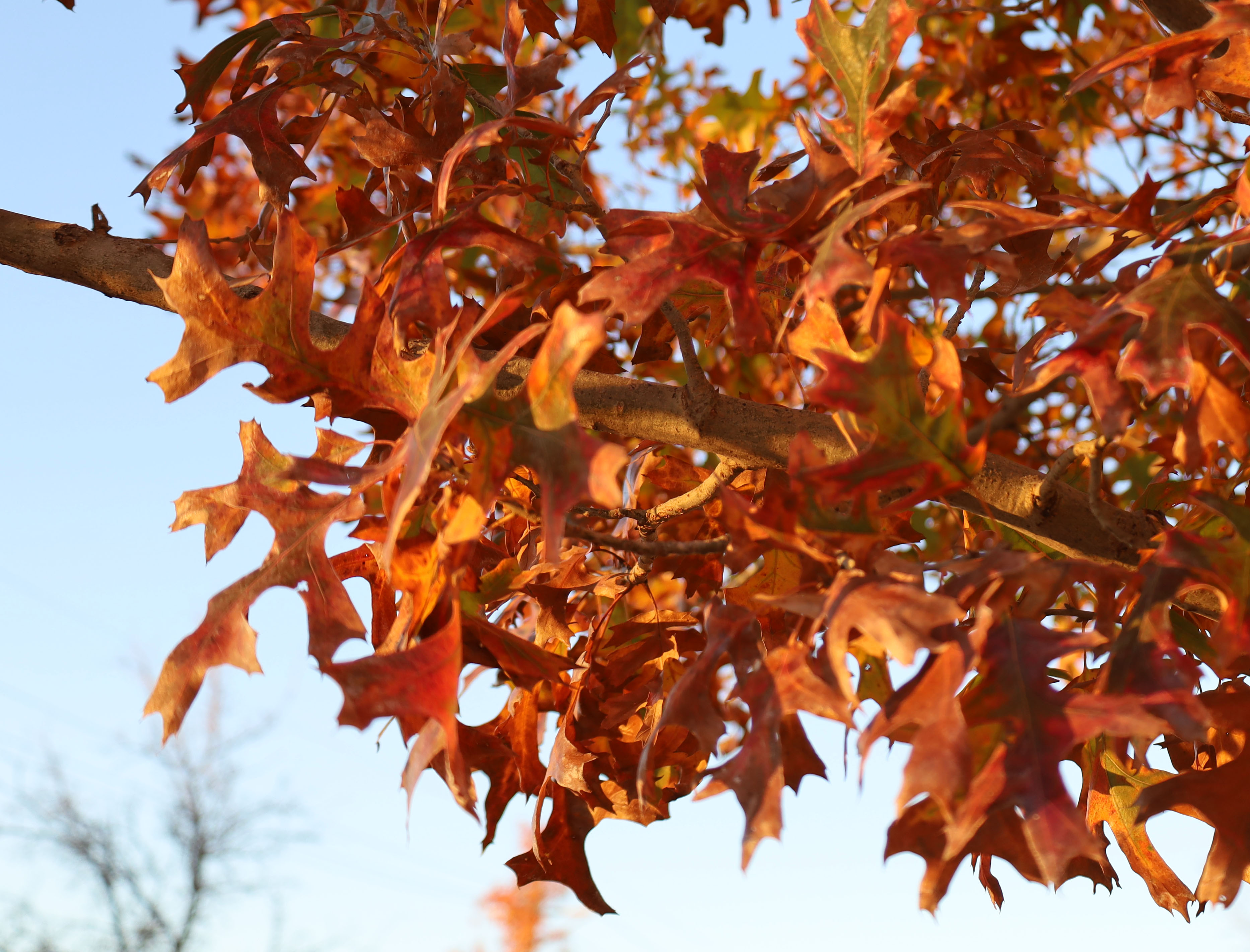 Picture this: Finding fall