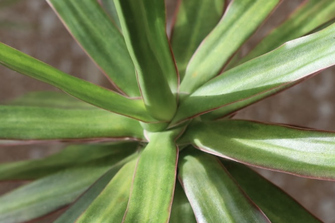 Picture this: Pleasing patterns