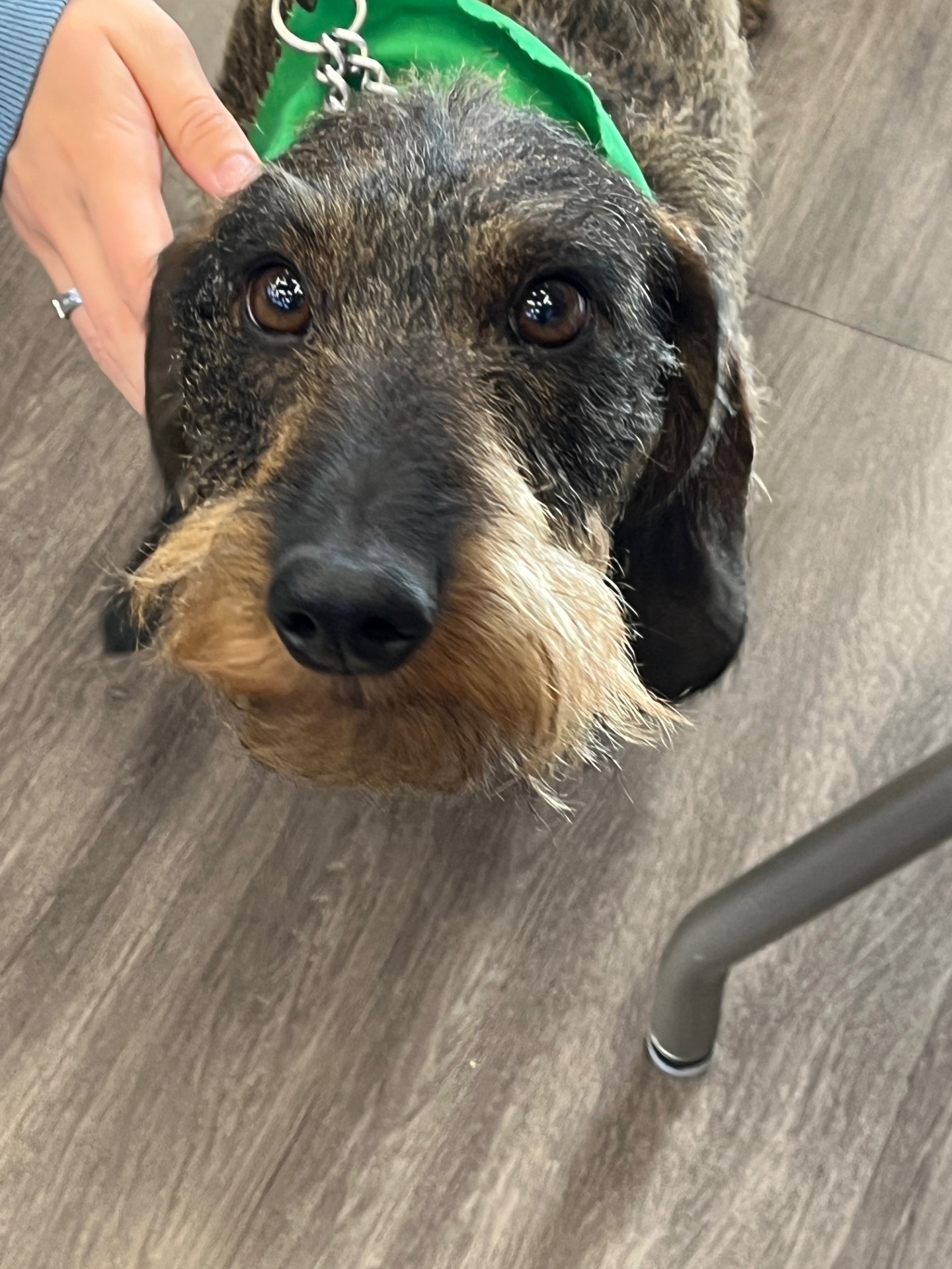 Therapy dogs help with final exams