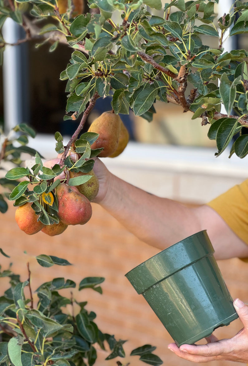 Harvest time at SPC