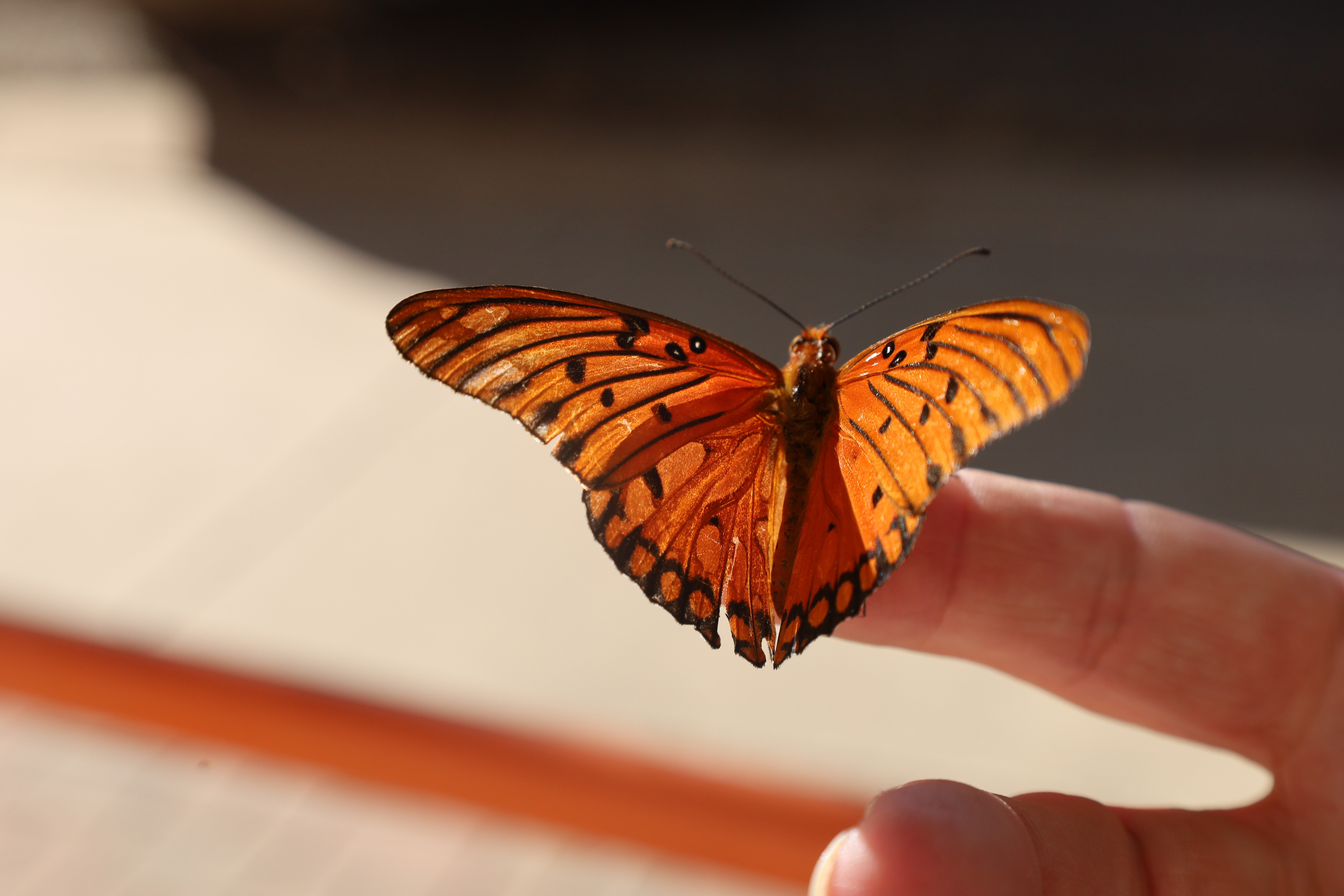 Tiny wings, big colors