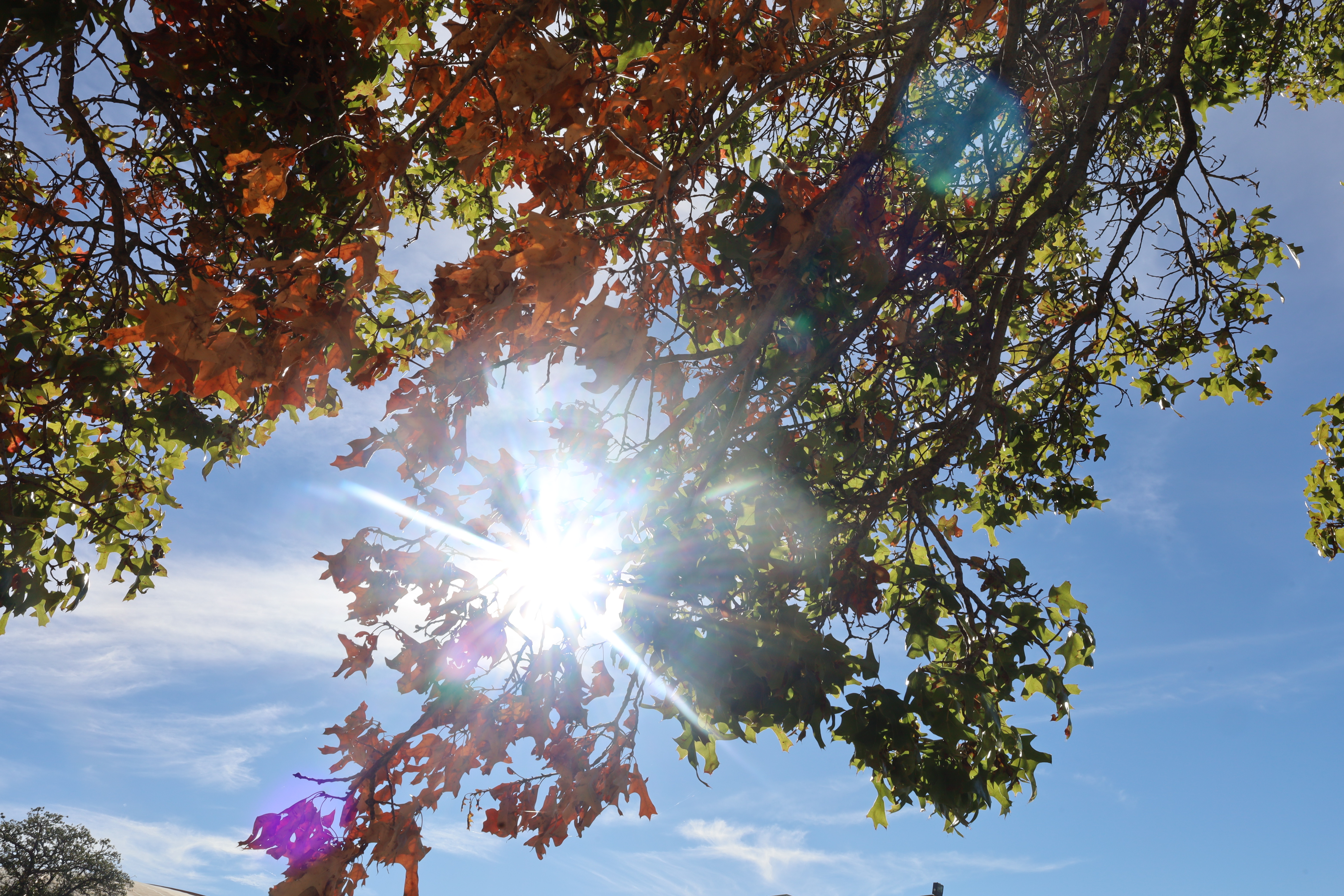 Poll: Can you spot the fake flare?