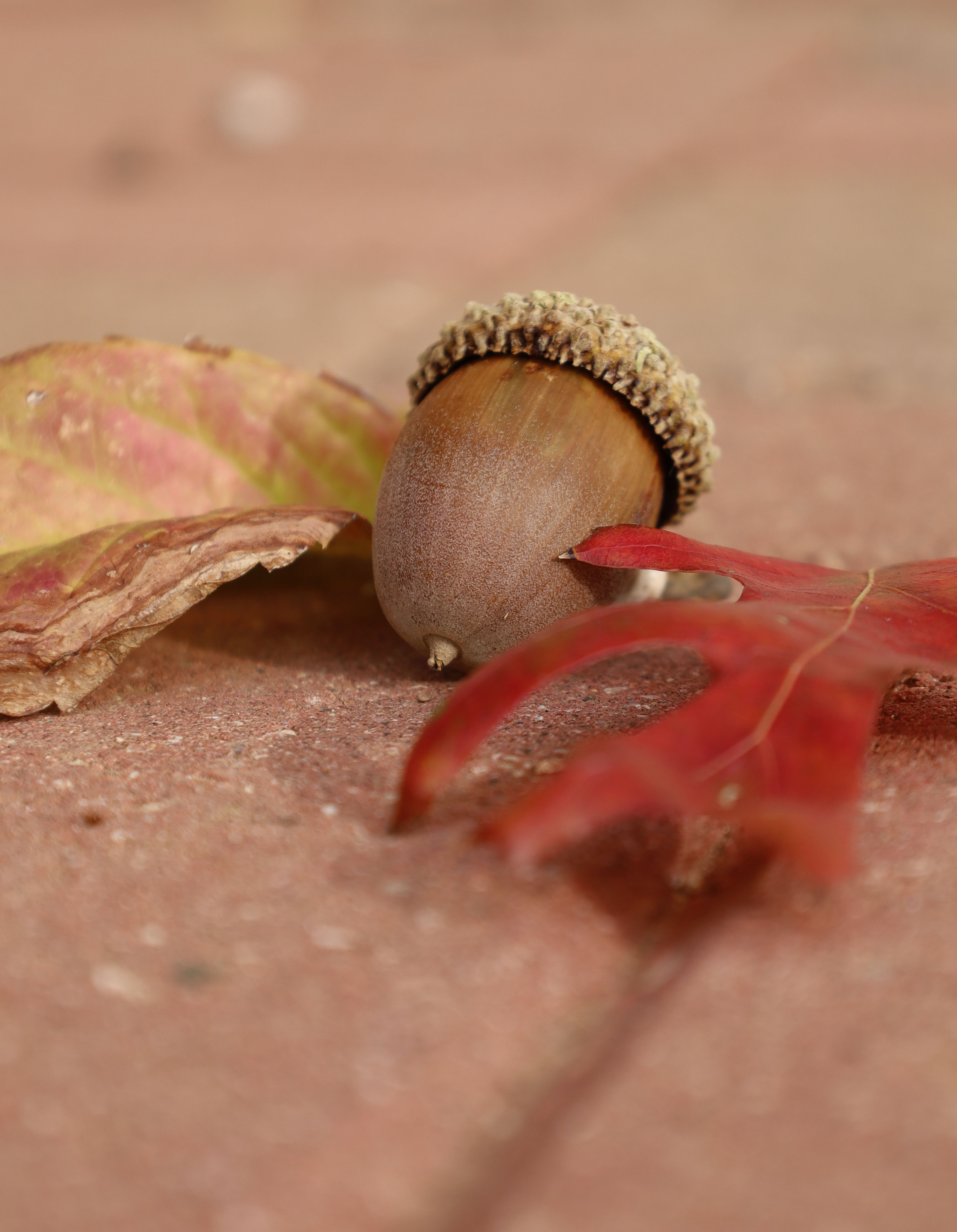 Picture this: A close-up glimpse of fall