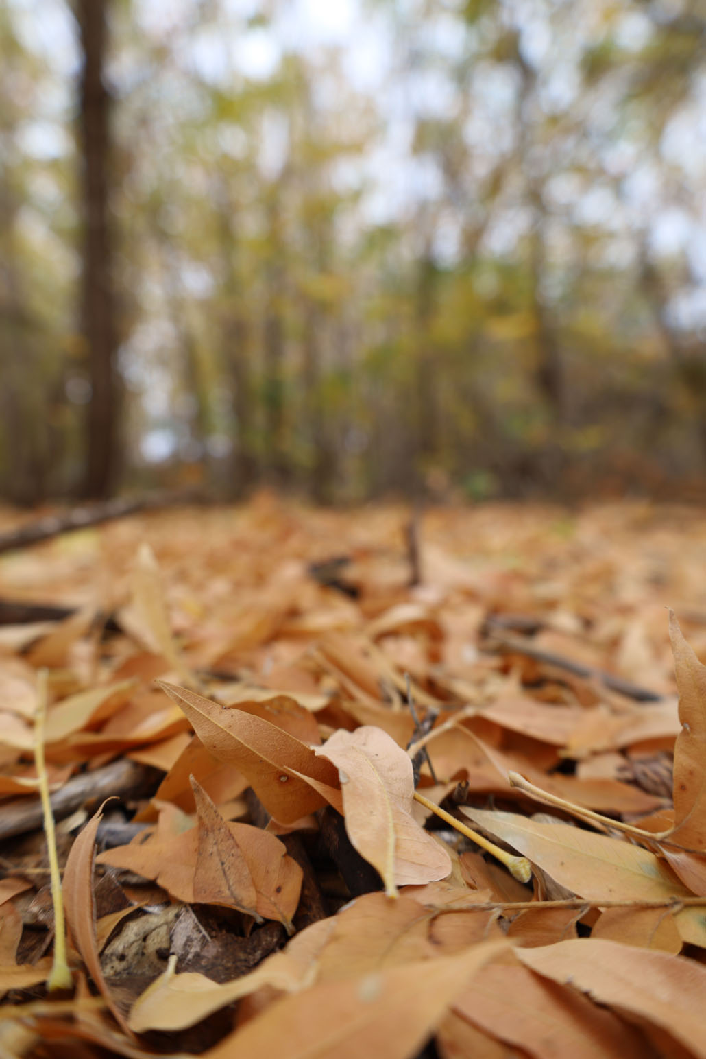 Picture this: Finding fall