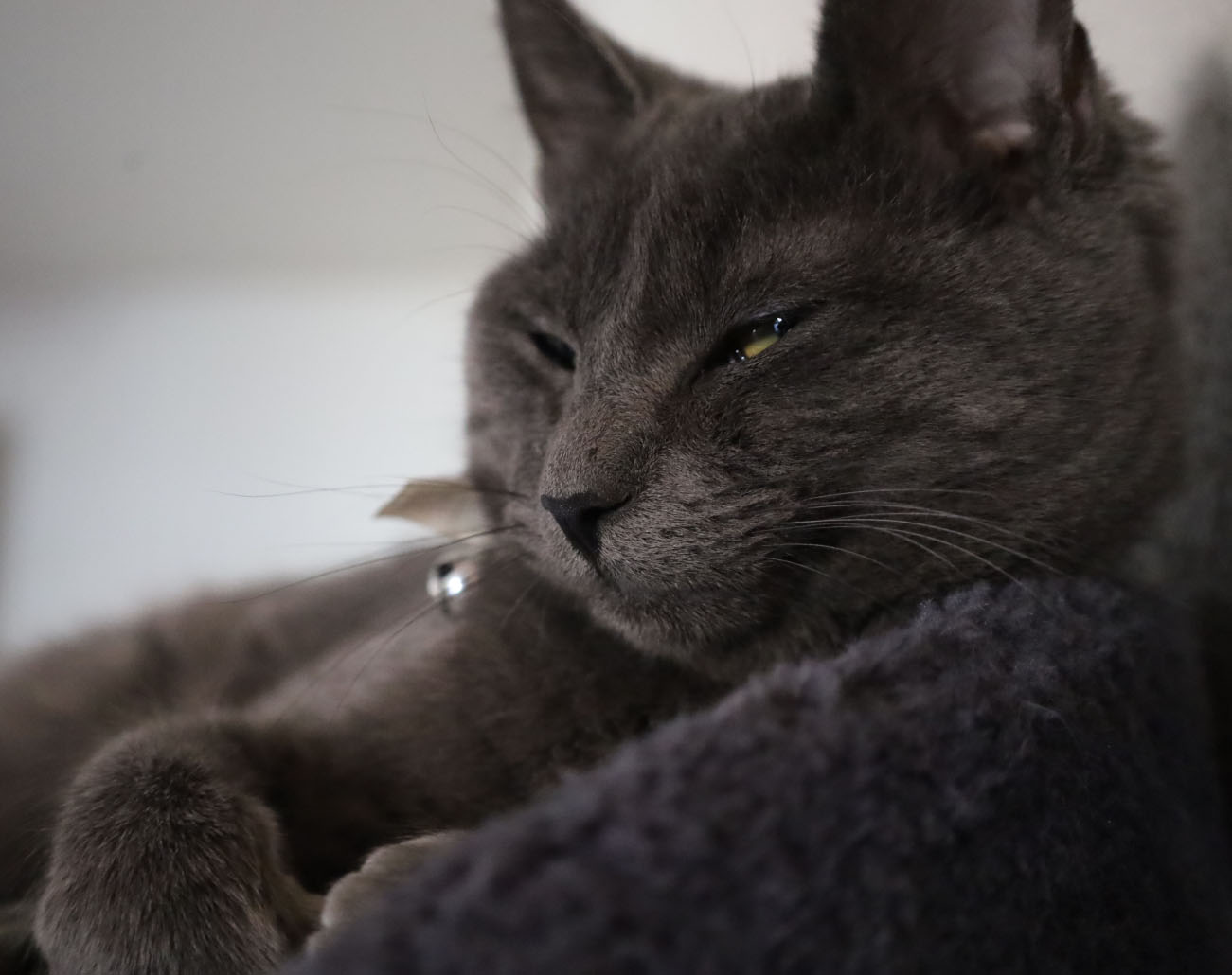 Fur and feathers: Fun with pet photography