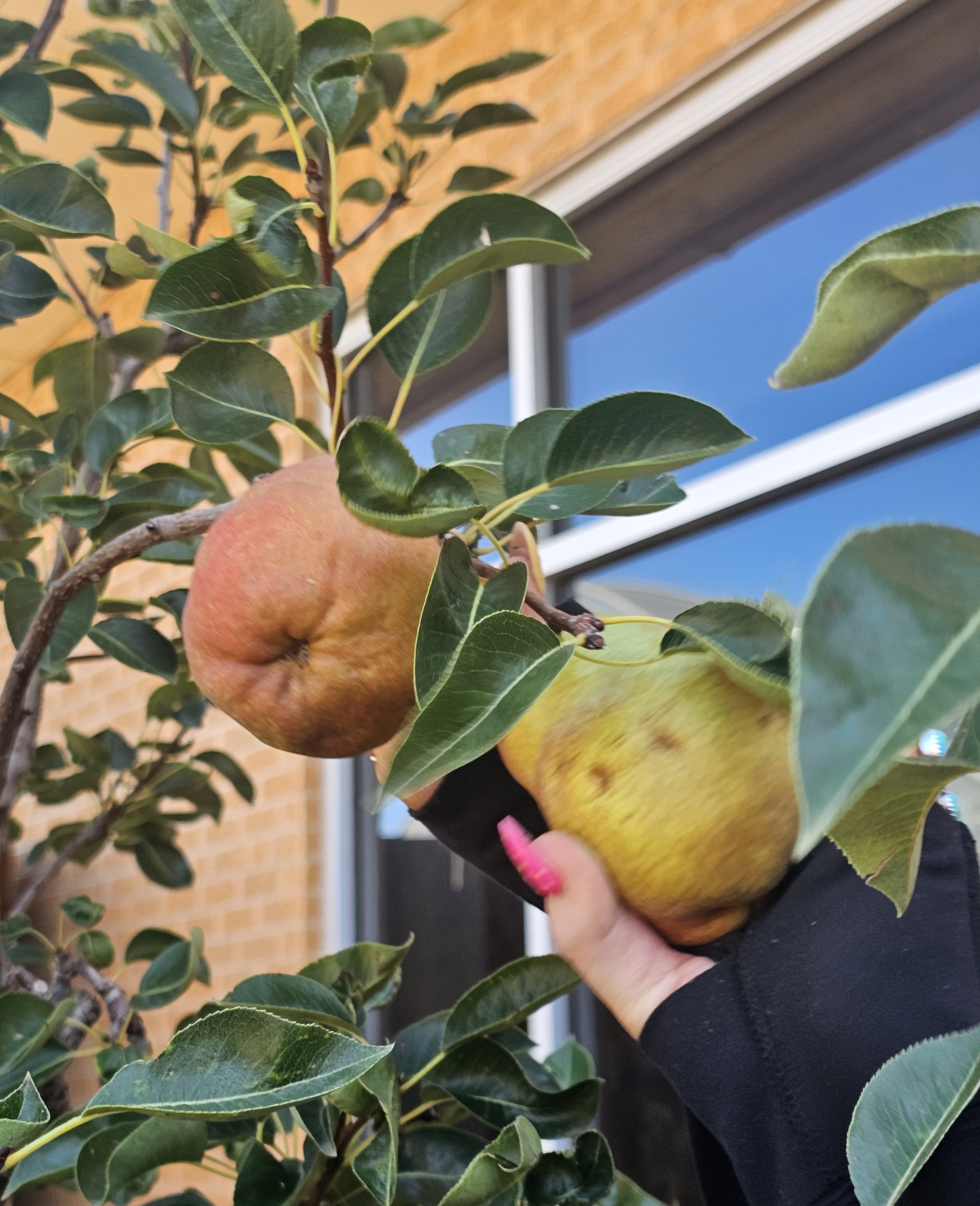Sweet Success: Harvest at SPC