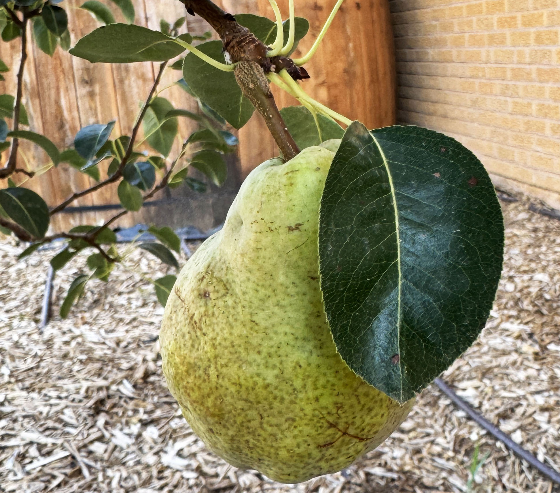 Hot season, slow harvest: Inside the SPC Garden